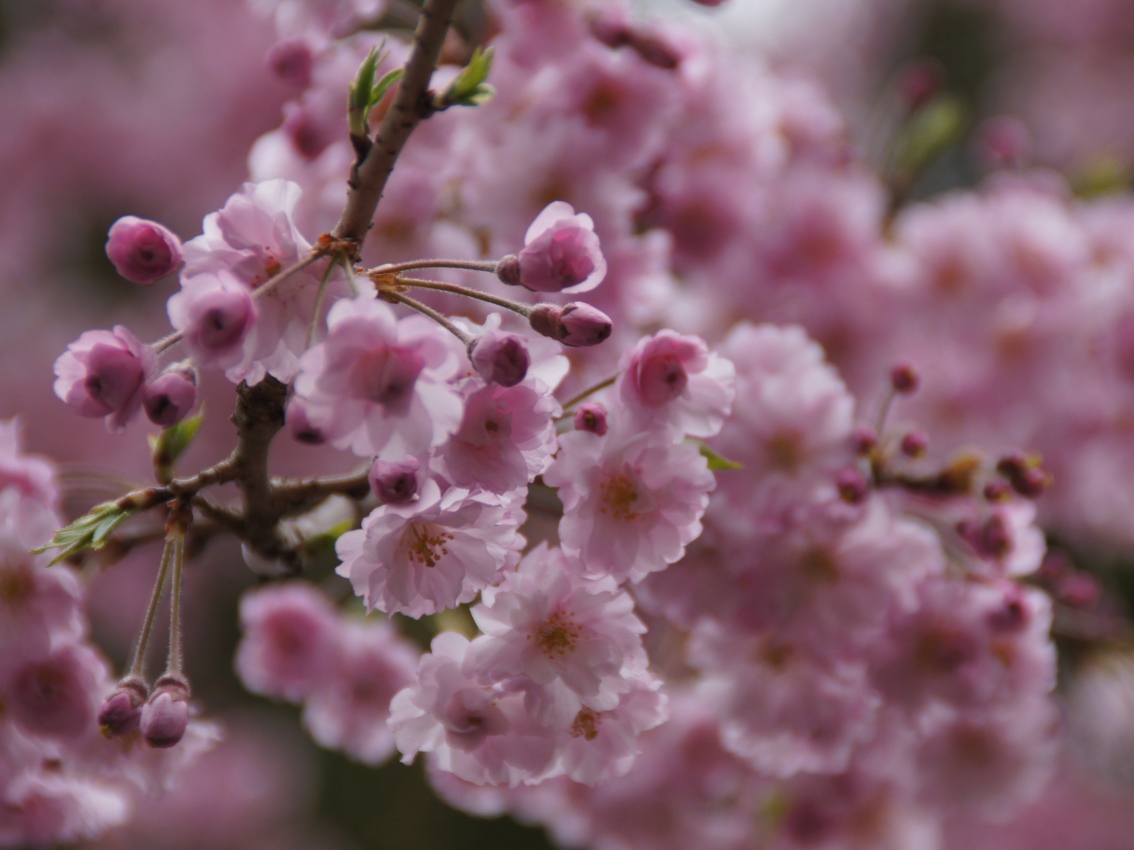 Kirschblüte in Japan